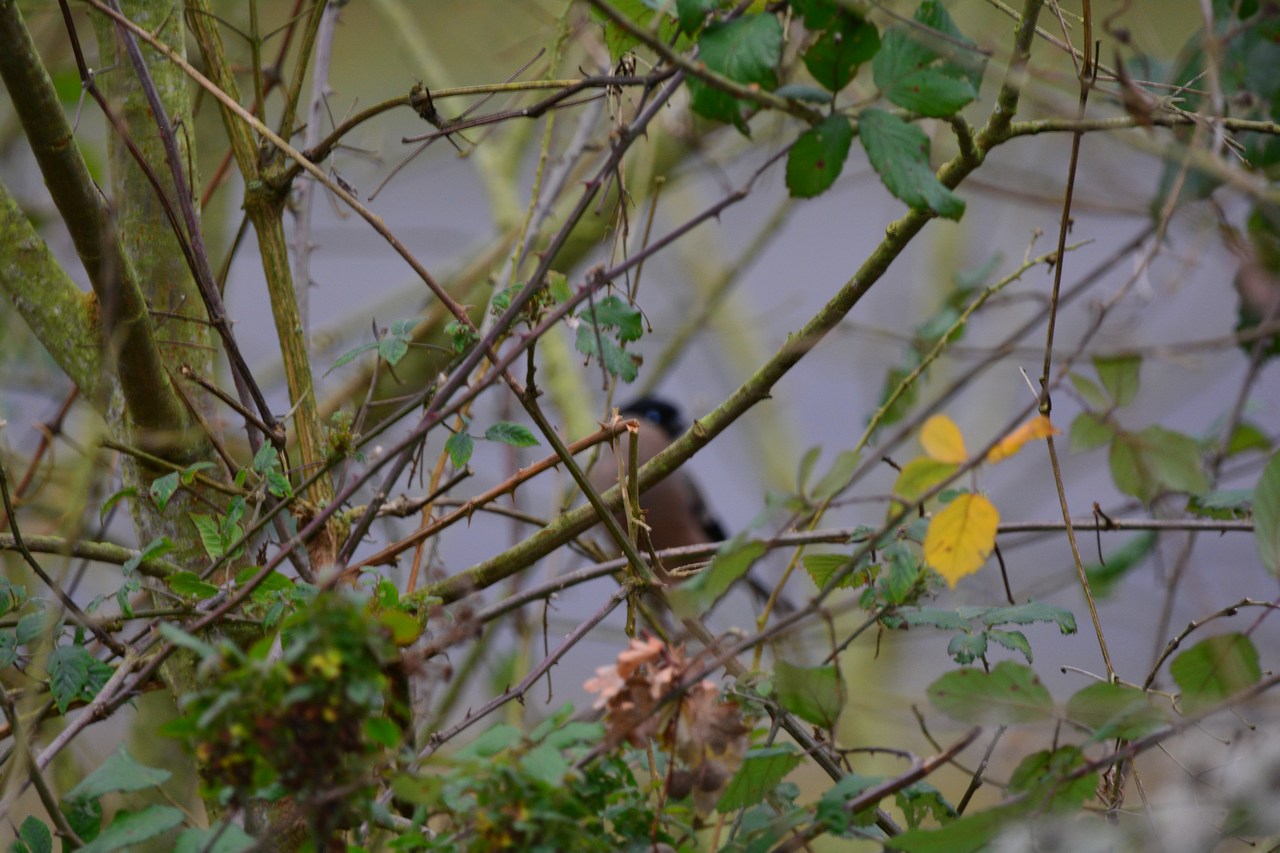 Pyrrhula pyrrhula europaea Pyrrhula pyrrhula europaea